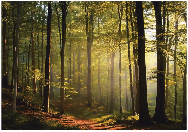 Fototapeta WALLARENA Do Sypialni Salonu Na Flizelinie Las Drzewa Natura 300×210 cm 1 szt.