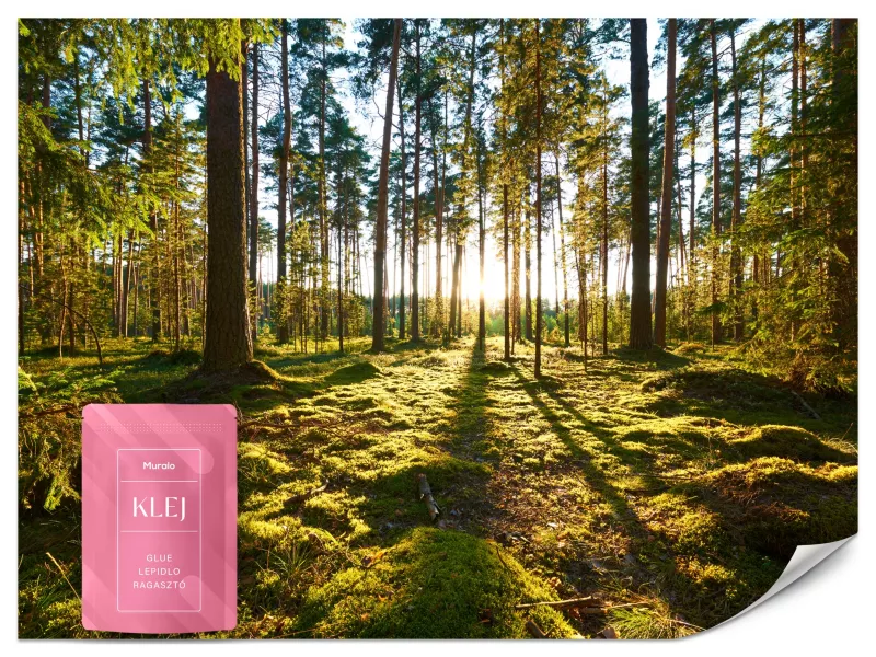 Fototapeta Muralo Promienie Słońca Natura Las 500×350 cm 1szt.