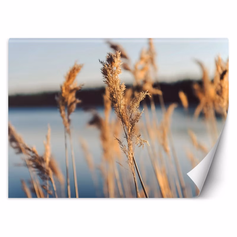 Fototapeta Feeby Trawa pampasowa na tle jeziora 100×70 1 szt