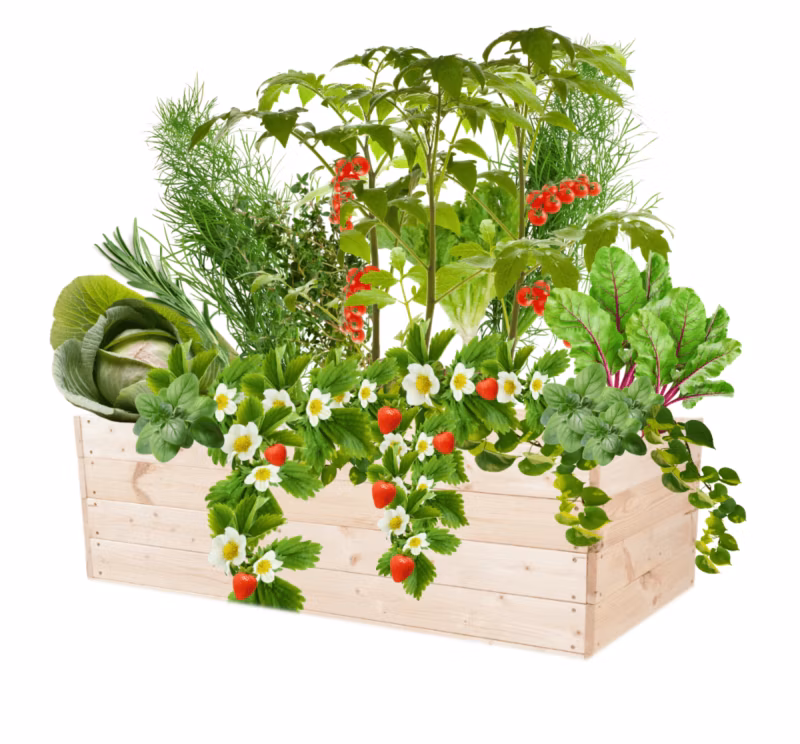Inspekt warzywny MODO24 grządka naturalne drewno 36x120x90 cm 1 szt.