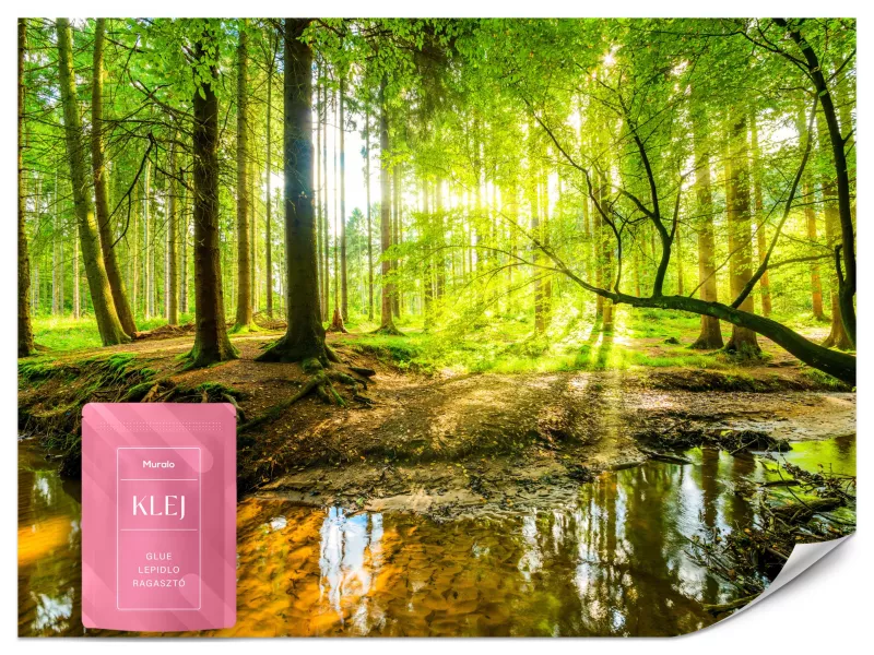Fototapeta Muralo Leśny Krajobraz Natura 400×280 cm 1szt.