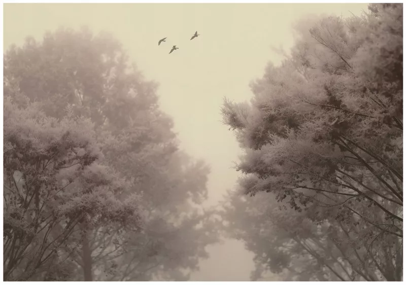 Fototapeta WALLARENA Do Sypialni Salonu Na Flizelinie Las Natura Drzewa Beżowy 400×280 cm 16089VX8 1 szt.