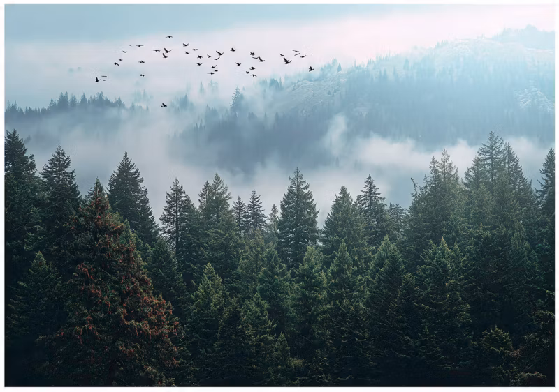 Fototapeta Las We Mgle 3D Drzewa Natura WALLARENA 300×210 cm Tapeta Do Sypialni Salonu Kuchni 1 szt.