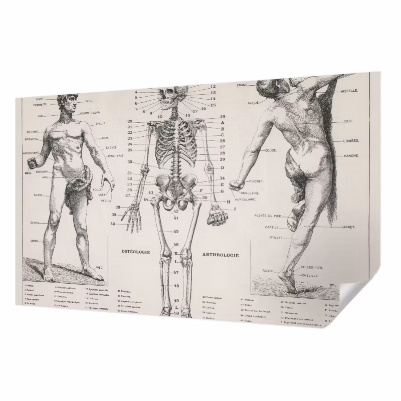 Fototapeta samoprzylepna Tulup 416×254 cm Klasyczna anatomia Tapeta Do Biura, Przedpokoju, Salonu 1 szt.